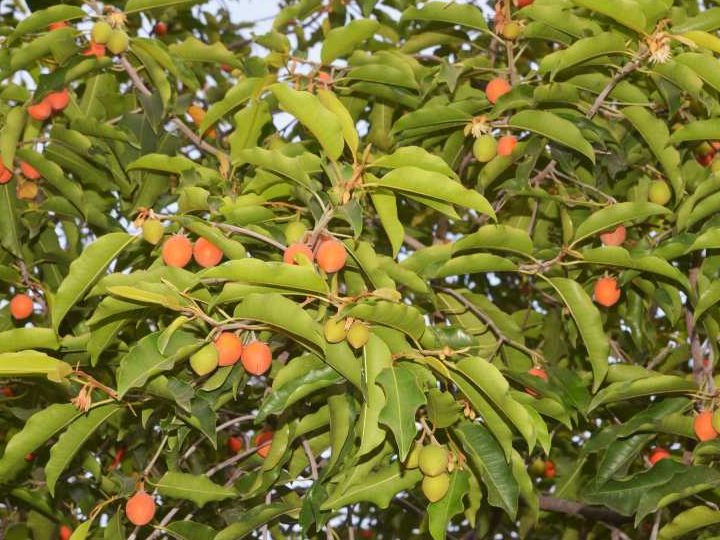 masakan panas pohon tanjung